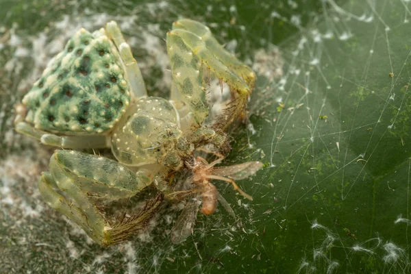 Καταπληκτικό Όμορφο Καβούρι Πουλιών Spider Phrynarachne Lancea Πράσινο Φύλλο — Φωτογραφία Αρχείου