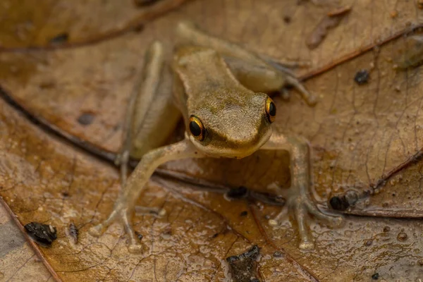 Makroaufnahme Des Schönen Frosches Auf Blatt Sabah Borneo — Stockfoto
