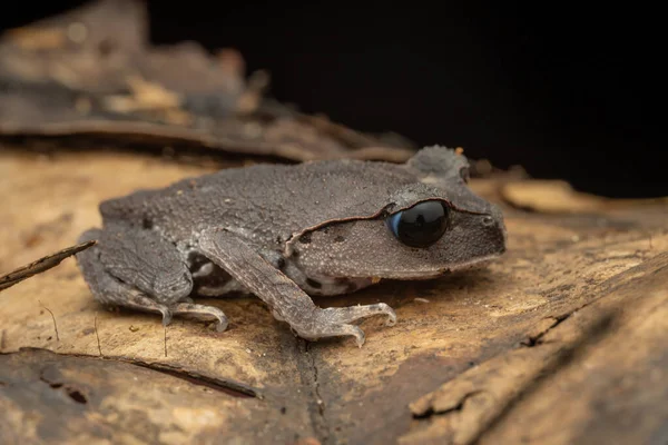 stock image Nature wildlife macro image of beautiful Low land Litter Frog of Sabah, Borneo