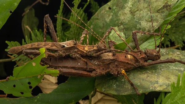 Příroda Volně Žijící Zvěř Maiting Stick Hmyz Haaniella Echinata — Stock fotografie