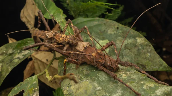 Příroda Volně Žijící Zvěř Maiting Stick Hmyz Haaniella Echinata — Stock fotografie