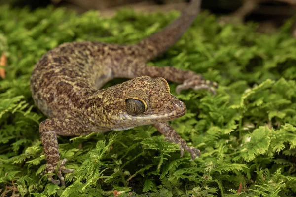 美丽Bent Toed Gecko Cyrtodactylus 的野生生物 — 图库照片