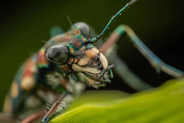 Makroaufnahme Des Schönen Tigerkäfer Insekts — Stockfoto