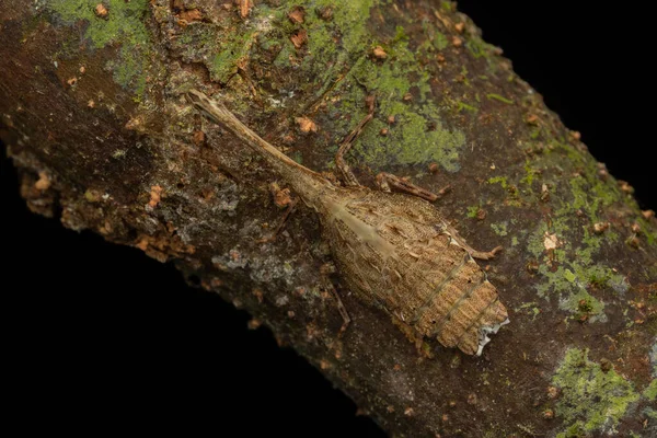 Krásný Jedinečný Hmyz Fulgoridae Dichoptera — Stock fotografie