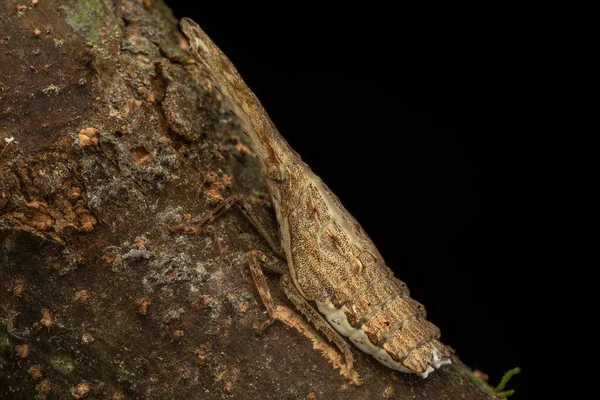 Inseto Bonito Único Fulgoridae Dichoptera — Fotografia de Stock
