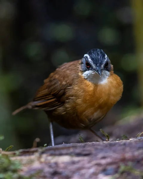 Образ Дикой Природы Имя Птицы Виде Черно Капюшона Babbler Захвата — стоковое фото