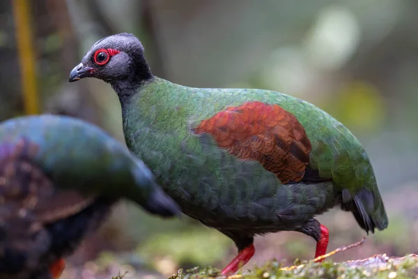 stock image Nature wildlife portrait image of crested partridge (Rollulus rouloul) also known as the crested wood partridge, roul-roul, red-crowned wood partridge on deep forest jungle.