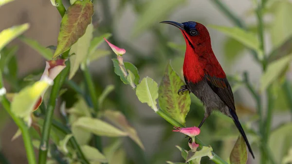 Vahşi Doğada Kızıl Güneş Kuşu Nun Doğal Görüntüsü — Stok fotoğraf