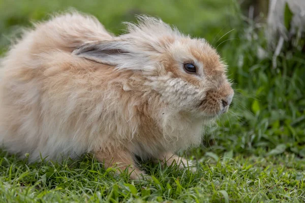 Крупный План Очаровательного Кролика Кроличьей Ферме — стоковое фото