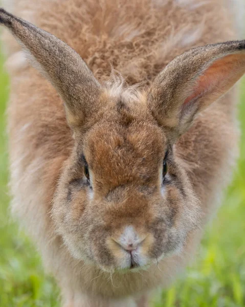 Крупный План Очаровательного Кролика Кроличьей Ферме — стоковое фото