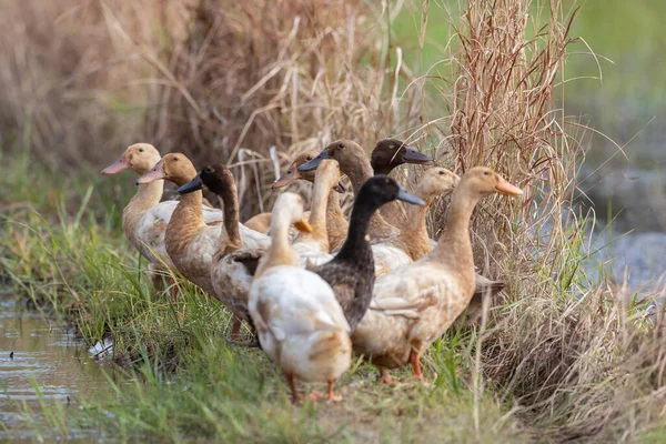 stock image Group of cute duck on artificial pond during evening