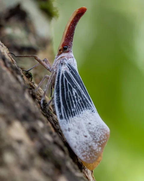 Nature Wildlife Footage Beautiful Lantern Bug Pyrops Sultanus — Stock Photo, Image