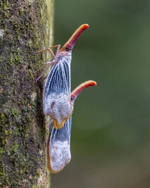 Imágenes Vida Silvestre Naturaleza Del Hermoso Insecto Linterna Pyrops Sultanus — Foto de Stock