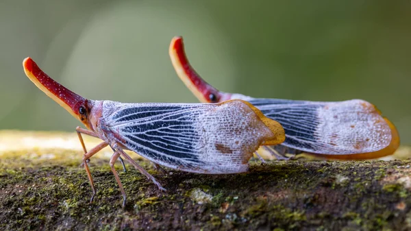 自然野生动物拍摄的美丽的灯笼虫 Pyrops苏丹 — 图库照片