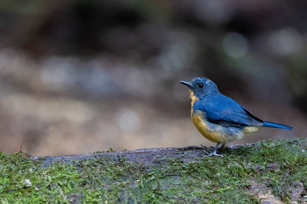 Naturaufnahme Des Dayak Blauen Vogels Endemische Borneo Vogelart Tiefen Dschungel — Stockfoto
