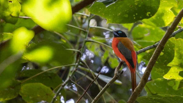Naturaleza Vida Silvestre Pájaro Trogón Desgarrado Escarlata Posado Rama Árbol — Foto de Stock