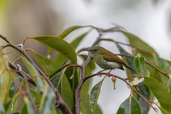 Belle Oiseau Sunbird Femelle Sabah Temminck Bornéo — Photo