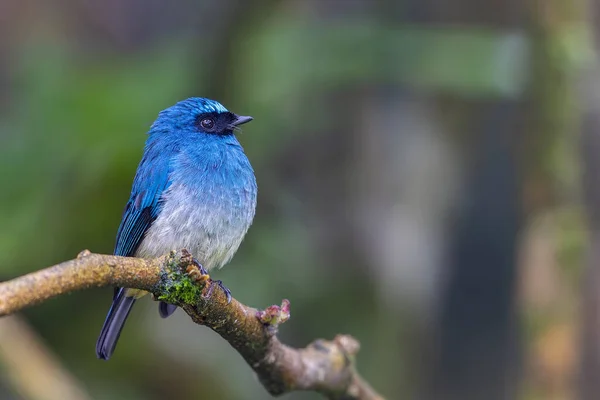 Beautiful blue color bird known as Indigo Flycatcher on perch at nature habits in Sabah, Borneo