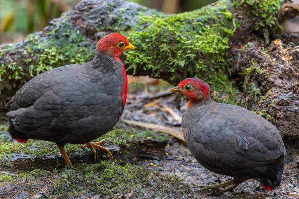 Crimson Headed Partridge Deep Jungle Rainforest Endemic Island Borneo — Fotografia de Stock