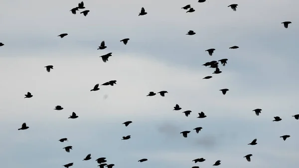 Grupo Varios Tipos Pájaros Pipitos Volando —  Fotos de Stock