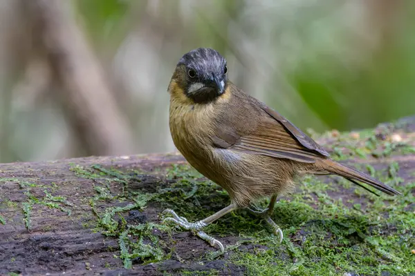 Grijze Keel Babbelaar Vogel Diepe Ranforest Jungle — Stockfoto