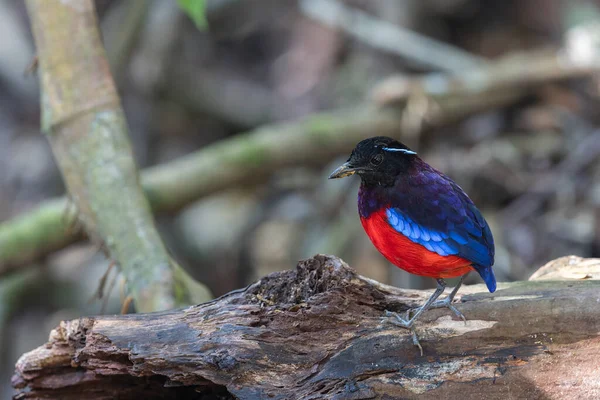 stock image Beautiful Black Crowned Pitta is one of the endemic species that is found in Borneo