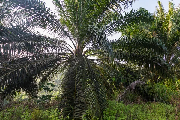 Oil Palm Plantation Owned Local Community — Stock Photo, Image