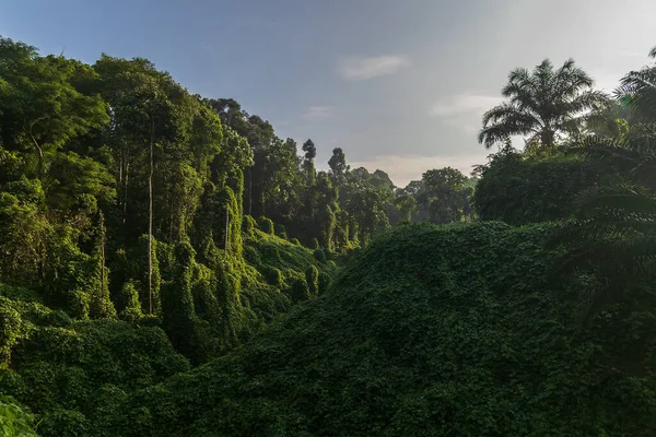 Amazing Beautiful Nature Deep Green Virgin Rain Forest Sabah Borneo — Stock Photo, Image