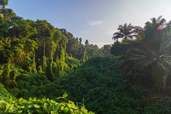 Niesamowita Piękna Przyroda Głęboka Zieleń Dziewiczego Lasu Deszczowego Sabah Borneo — Zdjęcie stockowe