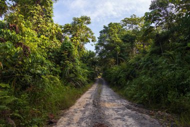 Sabah, Borneo 'nun bakir yağmur ormanlarının koyu yeşil doğası