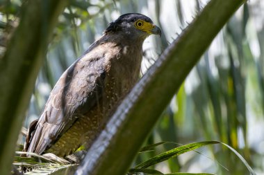 Ormanın derinliklerinde doğal yaşam sembolü olan İbikli Yılan Kartal