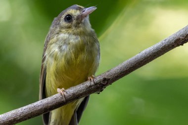 Kıllı sırtlı Bulbul 'un doğa kuşu ağaca tünedi..