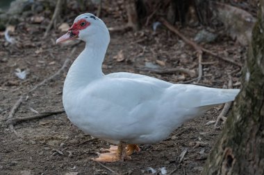 Yerli Moskovalı ördek tüm vücudu vurdu.