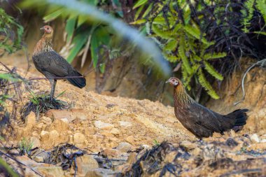 Kızıl Orman Kuşu 'nun doğa görüntüsü