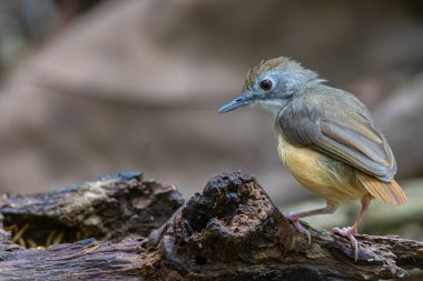 Kısa kuyruklu geveze olarak adlandırılan güzel ve şirin kuşun doğa görüntüsü.