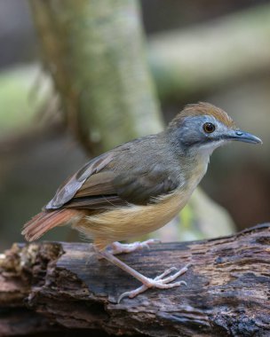 Kısa kuyruklu geveze olarak adlandırılan güzel ve şirin kuşun doğa görüntüsü.