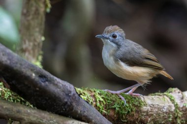 Kısa kuyruklu geveze olarak adlandırılan güzel ve şirin kuşun doğa görüntüsü.