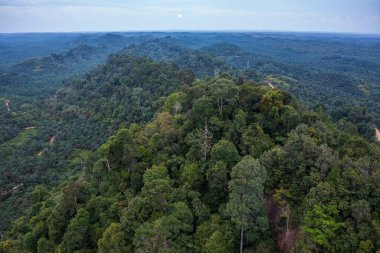 Sabah, Borneo 'nun bakir yağmur ormanlarının koyu yeşil doğası