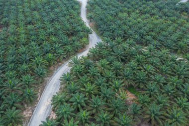 Yağmur ormanlarını çevreleyen güzel, yemyeşil palmiye yağı tarlasının insansız hava aracı görüntüsü.