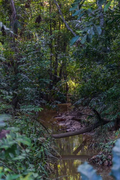 Удивительная Красивая Природа Глубокая Зелень Девственных Тропических Лесов Сабаха Борнео — стоковое фото