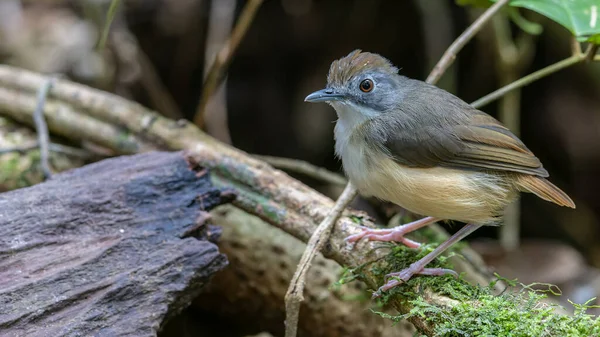 Natura Fauna Selvatica Immagine Bello Carino Nome Uccello Come Babbler — Foto Stock