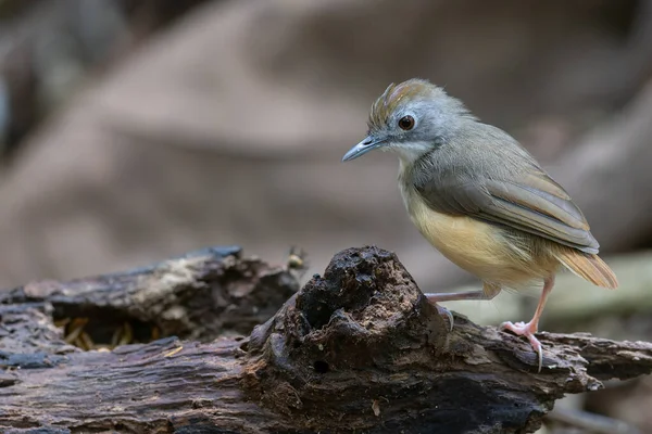 Kısa Kuyruklu Geveze Olarak Adlandırılan Güzel Şirin Kuşun Doğa Görüntüsü — Stok fotoğraf
