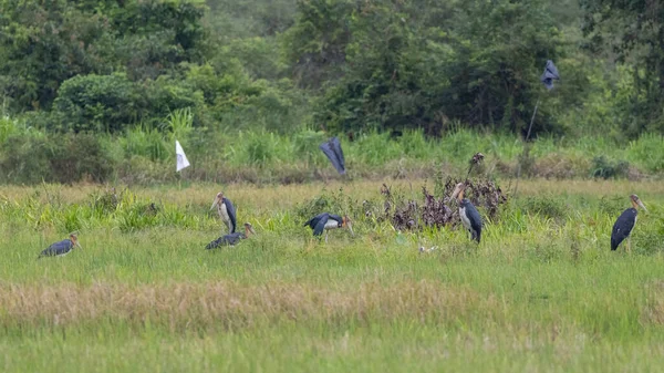 Natureza Vida Selvagem Imagem Menor Ajudante Stork Pássaro Campo Arrozal — Fotografia de Stock