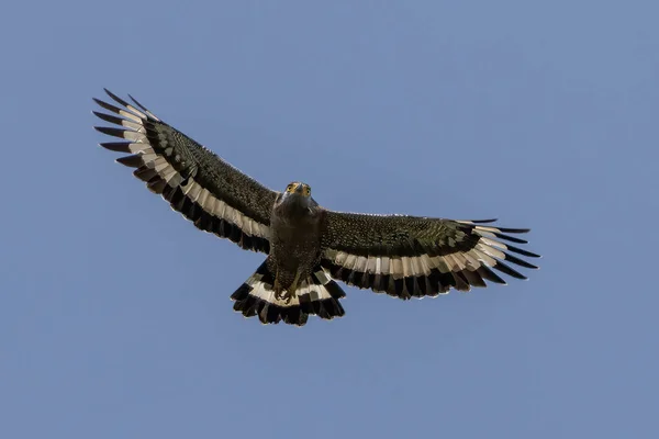 Eagle Flying Looking Prey Blue Sky — Stock Photo, Image