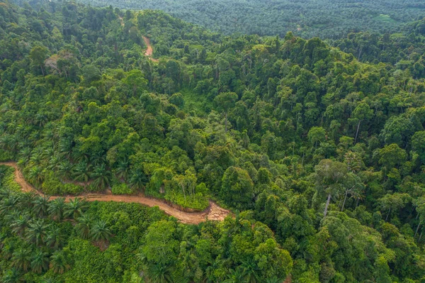 Sabah, Borneo 'nun bakir yağmur ormanlarının koyu yeşil doğası