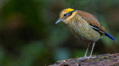 Bornean Banded Pitta 'nın (Pitta schwaneri) yemyeşil yağmur ormanlarındaki olağanüstü bir görüntüsü ve onu Bornean yağmur ormanlarının gerçek bir mücevheri haline getiriyor..