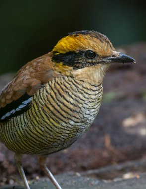 Bornean Banded Pitta 'nın (Pitta schwaneri) yemyeşil yağmur ormanlarındaki olağanüstü bir görüntüsü ve onu Bornean yağmur ormanlarının gerçek bir mücevheri haline getiriyor..