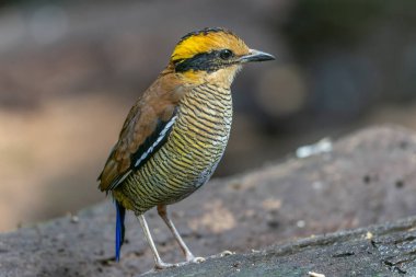 Bornean Banded Pitta 'nın (Pitta schwaneri) yemyeşil yağmur ormanlarındaki olağanüstü bir görüntüsü ve onu Bornean yağmur ormanlarının gerçek bir mücevheri haline getiriyor..