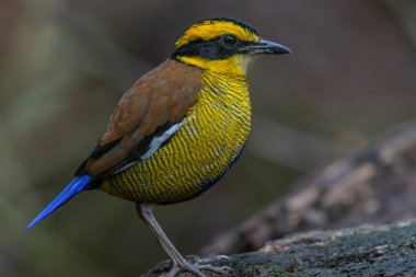 Bornean Banded Pitta 'nın (Pitta schwaneri) yemyeşil yağmur ormanlarındaki olağanüstü bir görüntüsü ve onu Bornean yağmur ormanlarının gerçek bir mücevheri haline getiriyor..