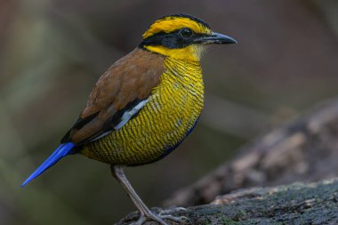 Bornean Banded Pitta 'nın (Pitta schwaneri) yemyeşil yağmur ormanlarındaki olağanüstü bir görüntüsü ve onu Bornean yağmur ormanlarının gerçek bir mücevheri haline getiriyor..